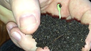 How to Plant and Grow a Pomegranate Tree From Seed [upl. by Pisano]