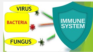 Immunity  White Blood Cells  Neutrophils and Macrophages  Inflammation [upl. by Anaul225]