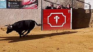 salida al ruedo de un bonito novillo en segura de la sierra jaen [upl. by Gilpin628]