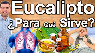 ACEITE DE EUCALIPTO PARA TODO  ¿Para Qué Sirve  Beneficios Y Contraindicaciones Para Tu Salud [upl. by Ralph]