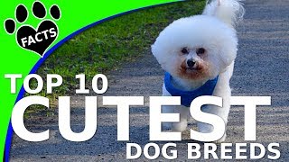 Top 10 Cutest of All Small Dogs in the World  Dogs 101 [upl. by Basham381]