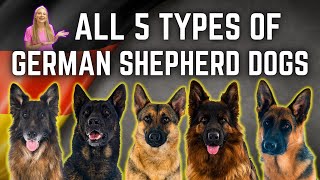 The 5 German Shepherd Breed Types Simply Explained [upl. by Latsyrc]