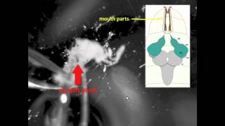 Larval Brain Dissection in Drosophila melanogaster [upl. by Adne]