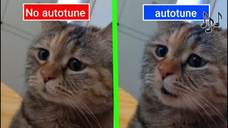 Sad Cat Meowing Original vs Autotune edit [upl. by Ankeny9]