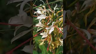 Hedychium Coronarium Fragrance Flower💚lamahatta [upl. by Sikko237]