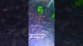 1St day of feeding my aligator gar chiken liver [upl. by Noni]