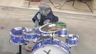 Cat Drum Solo [upl. by Nomead]