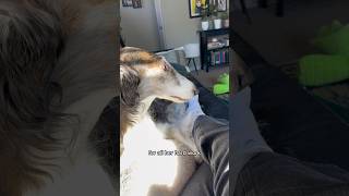 youngest void horse review part 2 newhire borzoi puppy silkenwindhound fyp littlesisters [upl. by Faye669]