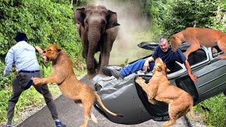 Cruel Chaos Elephant Angry Lion Attacks Cars And Tourists Too Brutal Wild Animals Attack [upl. by Harmonie]