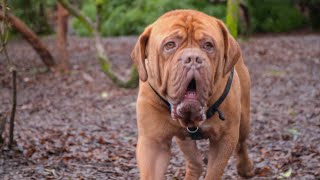 Abandoned Dogue de Bordeaux Saved by Kind Couple [upl. by Bearnard]