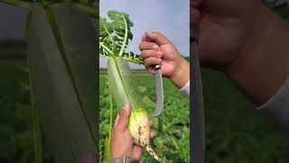 Daikon Cross Pastinaca sativa Raphanus sativus Radish plant shorts satisfying subscribe [upl. by Nitsrek]