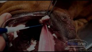 Trattamento laser iperplasia gengivale caneGingival hyperplasia laser treatment for dogs [upl. by Aiuqram972]