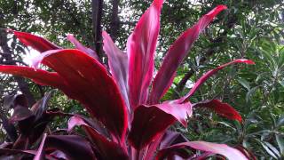 Cordyline fruticosa rubra  Palm Lily HD 04 [upl. by Stila]