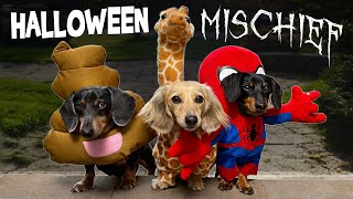 HALLOWEEN MISCHIEF  Cute amp Funny Wiener Dogs Go Trick or Treating [upl. by Eiramyelhsa]