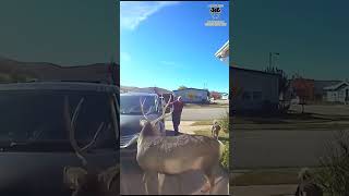 Woman Regrets Defending Her Dog From Deer Attack shorts [upl. by Sindee]