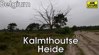 Kalmthoutse Heide  a Daytrip near Antwerpen Belgium 4K [upl. by Niran]