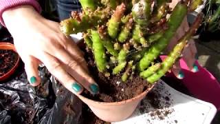 Planting our NEW Cactus Plant Rescue  Opuntia subulata Monstrose [upl. by Enimzaj]