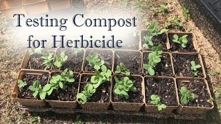 Testing Compost for Herbicide [upl. by Geraldina]