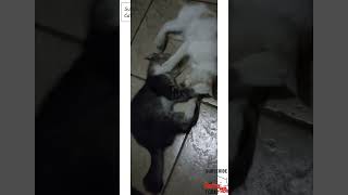 Twin kitten is back shorts cat cats catlover catvideos kitten [upl. by Ahseyk134]