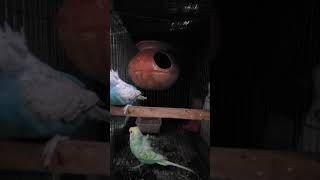 budgerigar breeding and mating sounds matingsounds matingcall parakeet budgie parrot [upl. by Ebeneser]