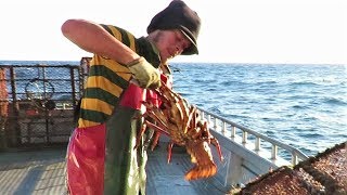 Cray Fishing in the Chatham Islands [upl. by Christel]