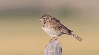 Vesper Sparrow [upl. by Heimer]