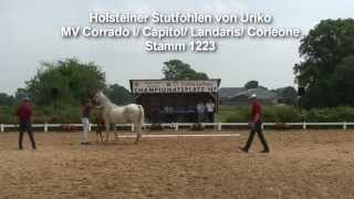 httpholsteinerhorsede Holsteiner Stutfohlen von Uriko [upl. by Lesslie]