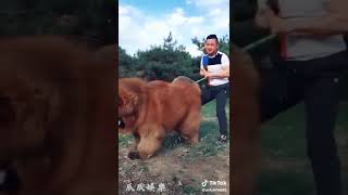 tik tok big dog china 2018 [upl. by Cantu]