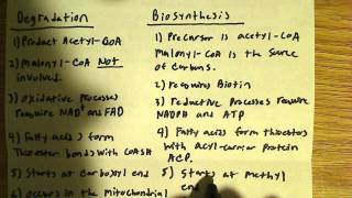 Comparison of Fatty acid biosynthesis and degradation [upl. by Hogg]