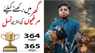 Astrolabe Best Hen Breed for Eggs and Meat  अंडे और मांस के लिए बेस्ट हेन ब्रीड [upl. by Ayatnohs]