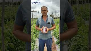 🍅🐛 Syngenta New Insecticide Minacto Xtra सिजेंताचे नवीन कीटकनाशक मिनॅक्टो एक्सट्रा शेतकऱ्याचे मनोगत [upl. by Sileray397]