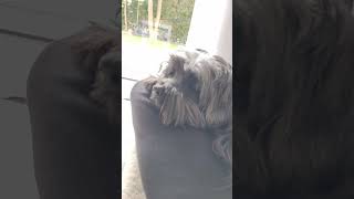 Tibetan Terrier 🐕 dog tibetanterrier cute [upl. by Adiell]