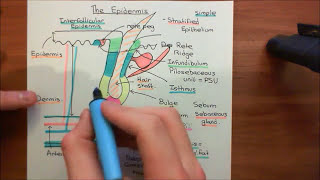 The Epidermis Part 1 [upl. by Lachus808]