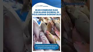 Stok Melimpah Ikan Kembung dan Cakalang di Pelelangan Gorontalo Diobral [upl. by Yorke]