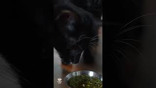 How To Make Catnip Tea 😸 cats catshorts pets [upl. by Stegman]