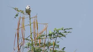 Blackshouldered kite [upl. by Ahtilat951]