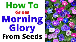 How To Grow Morning Glory Vine From Seeds  Summer Season Flowering Vine [upl. by Galloway]