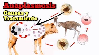 Anaplasmosis Causas y Tratamiento Efectivo [upl. by Burnight]