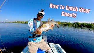 This Is The Easiest Way To Catch Snook In The Caloosahatchee River [upl. by Ariay599]