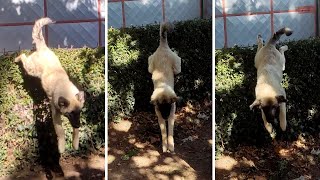 Sarplaninac Leaps Over the Fence  Incredible Dog Agility [upl. by Herwin]