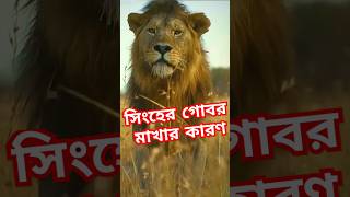 সিংহ যে কারণে তার শরীরে গোবর মাখে facts amazingfacts shorts [upl. by Alysia]