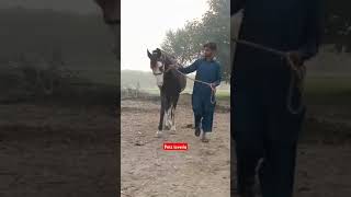 Breeder Horse Mating Time petsloveria [upl. by Isahella907]