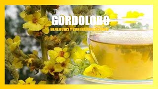 Para que es Bueno el Gordolobo  Gordolobo Planta Medicinal [upl. by Otrebron]