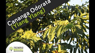 Cananga Odorata Ylang Ylang [upl. by Aisital164]