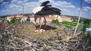 Čapí hnízdo Jaroměřice nad Rokytnou 2022 [upl. by Alyehs]