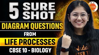 5 Sure Shot Diagram Questions From The Chapter Life Processes Class 10 Science Biology [upl. by Anelhtac]