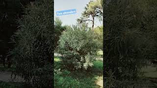 Two oleander plants in villa celimontana [upl. by Hplar955]