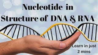 Memorize Nucleotide in Structure of DNA amp RNA in 2mins [upl. by Enirrok169]