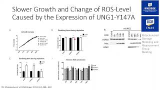 Uracil DNA Glycosylase Variant An Efficient Tool to Deplete mtDNA [upl. by Anairol]