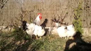 Gallinas Sussex Blancas Armiñadas [upl. by Gildus]